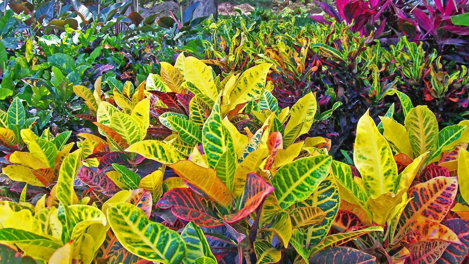 Background of Crotons for photo gallery.
