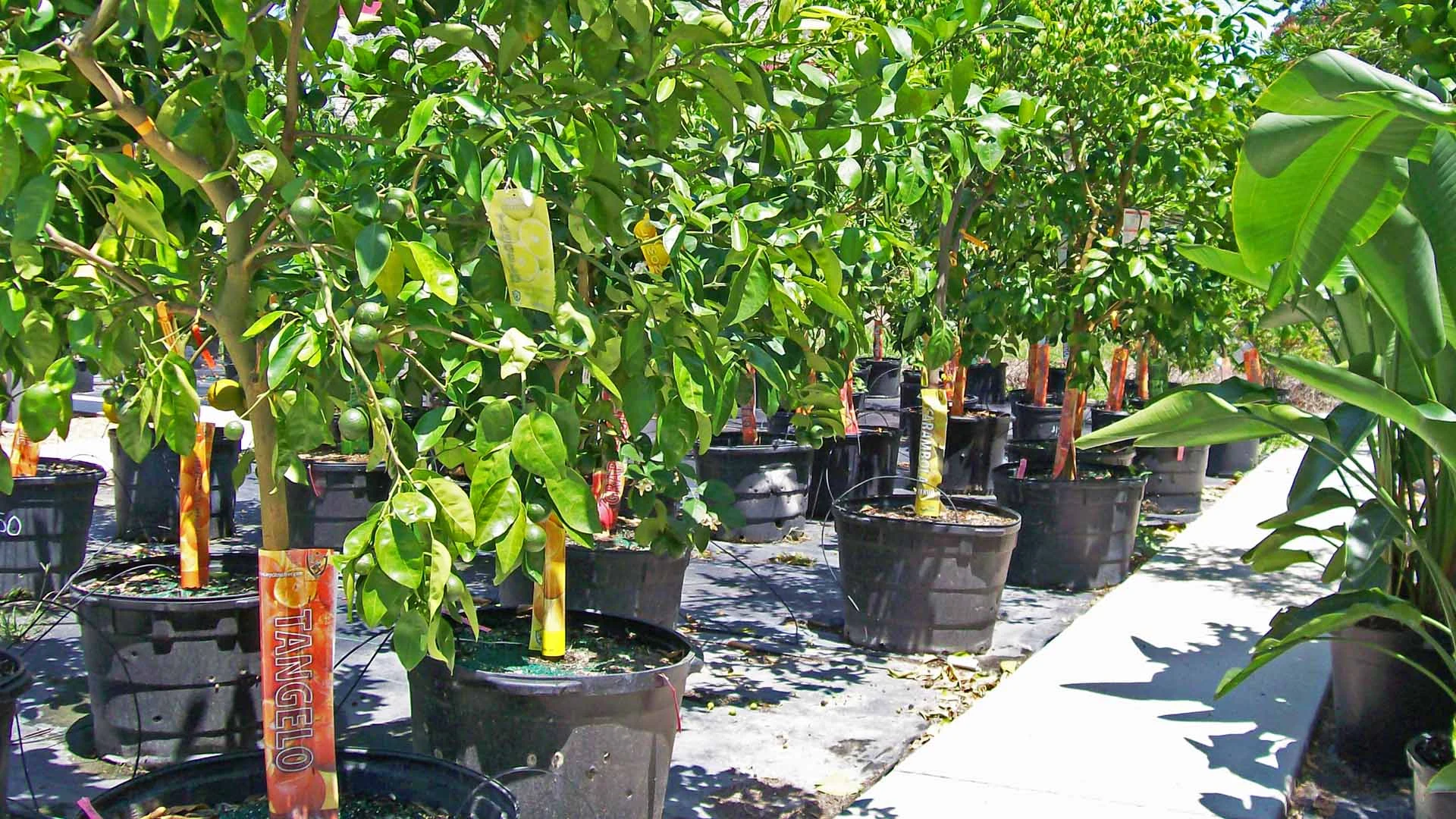 Fruit Trees For Sale at Sunman's Nursery in Fort Myers, FL