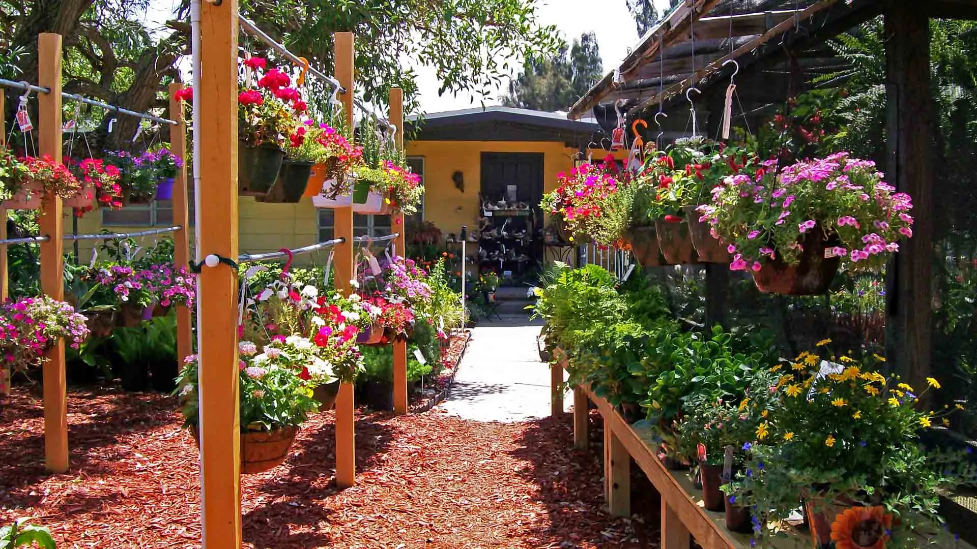 Background of hanging flower baskets at Sunman's Nursery in Fort Myers, FL.