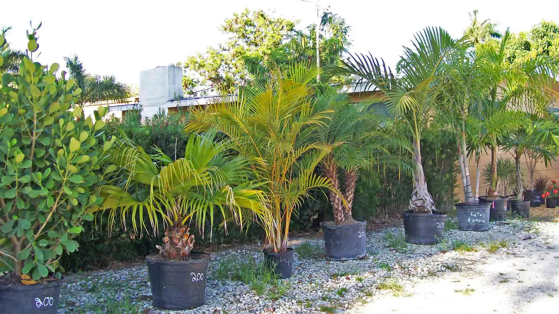 Palm Trees For Sale at Sunman's Nursery in Fort Myers, FL