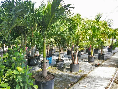 Adonidia palm trees for retail and wholesale in Fort Myers, FL nursery.