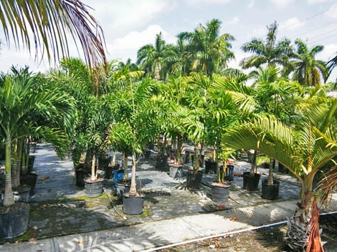 Foxtail and Bottle palm trees for retail and wholesale in Fort Myers, FL nursery.