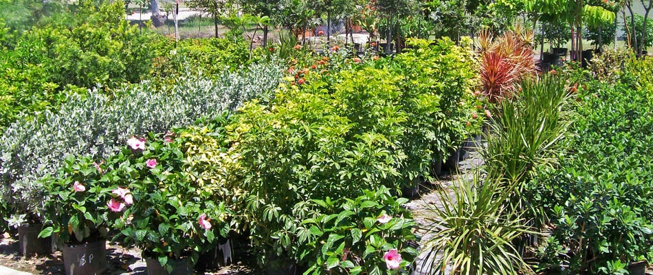 Rows of Florida shrubs in Sunman's Nursery.