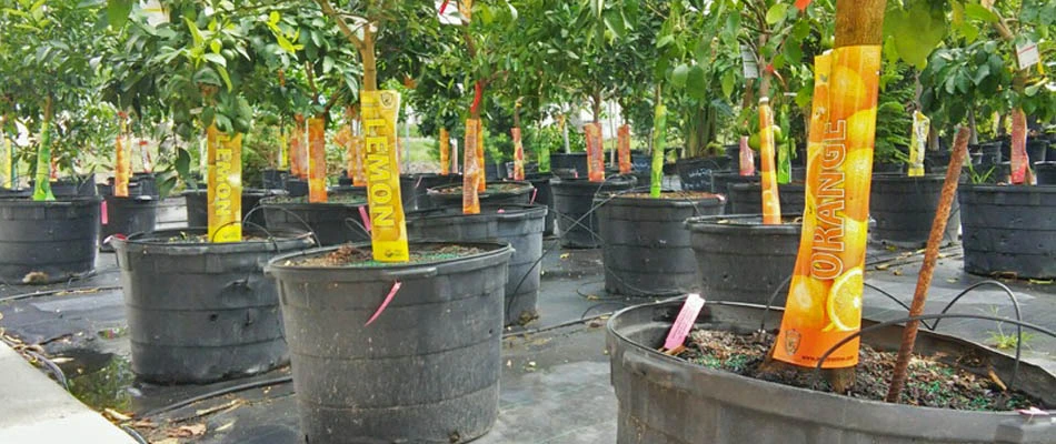 Orange and lemon fruit trees for sale at Sunman's Nursery.