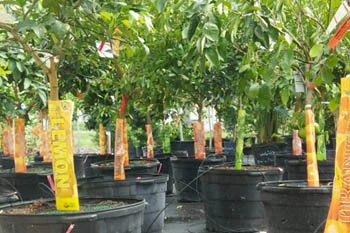Lemon and other fruit trees for sale at nursery in Fort Myers, FL.