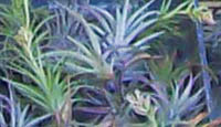 Air Plants, Cactus & Succulents at Sunman's Nursery
