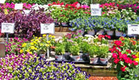 Annual and Perennial Flowers at Sunman's Nursery