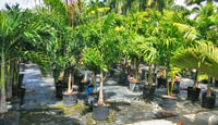 Palm Trees in Sunman's Nursery