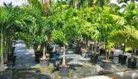 Palm Trees in Sunman's Nursery