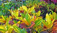 Florida bushes and shrubs in Sunman's Nursery.