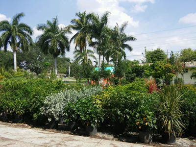 Florida plants in a wholesale nursery in Fort Myers, FL.